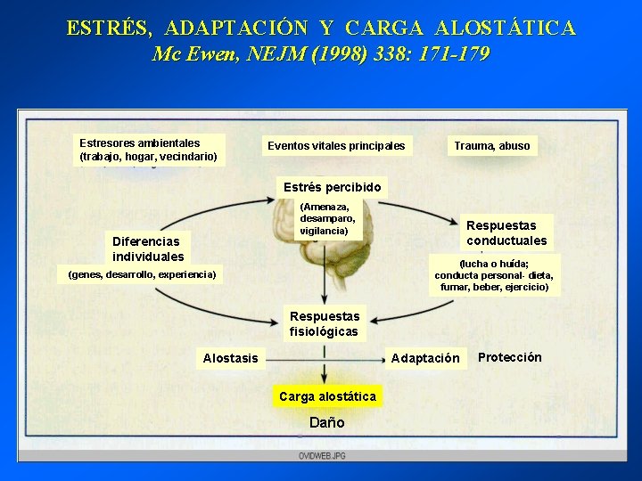 ESTRÉS, ADAPTACIÓN Y CARGA ALOSTÁTICA Mc Ewen, NEJM (1998) 338: 171 -179 Estresores ambientales