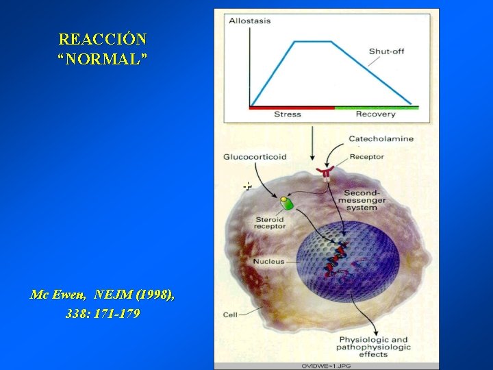 REACCIÓN “NORMAL” Mc Ewen, NEJM (1998), 338: 171 -179 