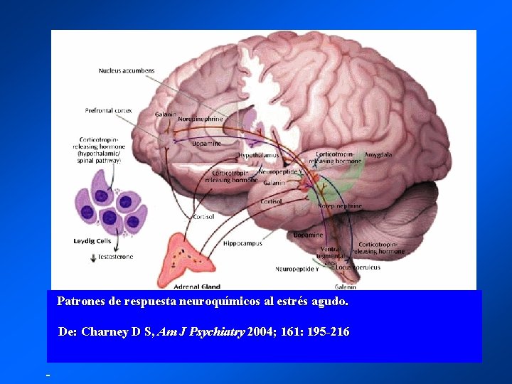 Patrones de respuesta neuroquímicos al estrés agudo. De: Charney D S, Am J Psychiatry