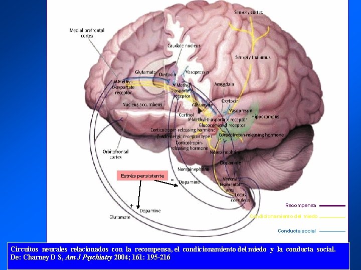 Estrés persistente + Recompensa Condicionamiento del miedo Conducta social Circuitos neurales relacionados con la