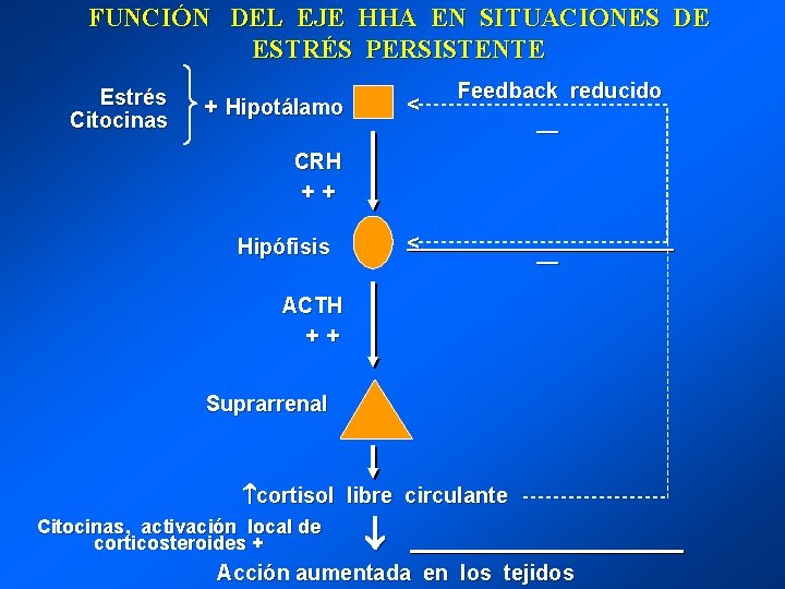 FUNCIÓN DEL EJE HHA EN SITUACIONES DE ESTRÉS PERSISTENTE Estrés Citocinas + Hipotálamo <