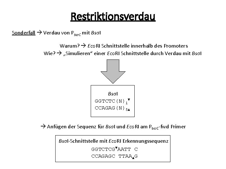 Restriktionsverdau Sonderfall Verdau von Pbcr. C mit Bsa. I Warum? Eco. RI Schnittstelle innerhalb