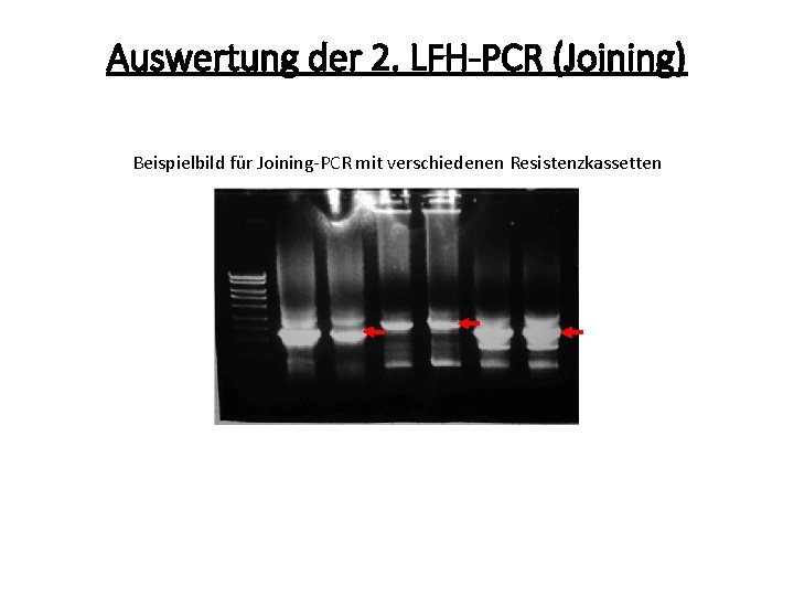 Auswertung der 2. LFH-PCR (Joining) Beispielbild für Joining-PCR mit verschiedenen Resistenzkassetten 