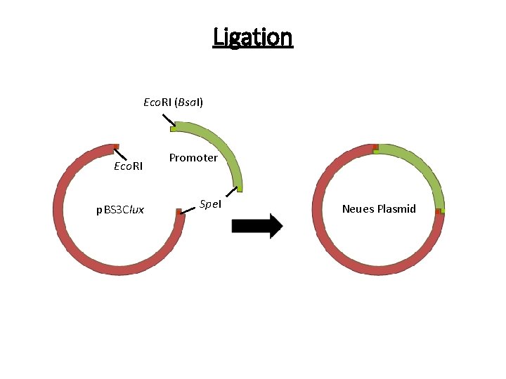 Ligation Eco. RI (Bsa. I) Eco. RI p. BS 3 Clux Promoter Spe. I