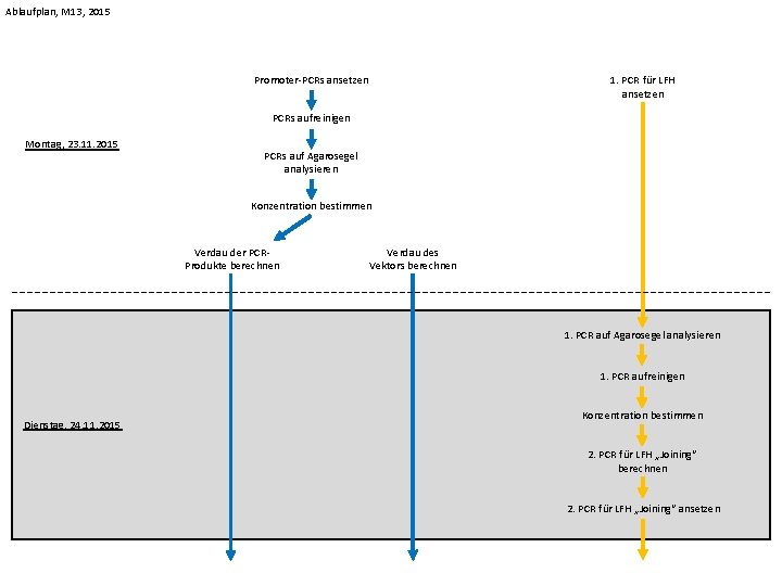 Ablaufplan, M 13, 2015 Promoter-PCRs ansetzen 1. PCR für LFH ansetzen PCRs aufreinigen Montag,