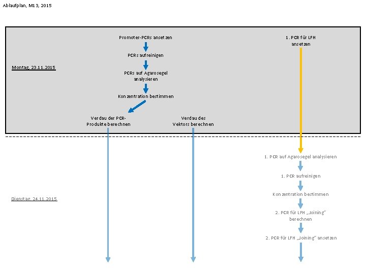 Ablaufplan, M 13, 2015 Promoter-PCRs ansetzen 1. PCR für LFH ansetzen PCRs aufreinigen Montag,