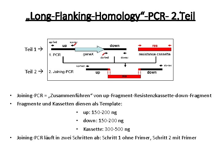 „Long-Flanking-Homology“-PCR- 2. Teil 1 Teil 2 • Joining-PCR = „Zusammenführen“ von up-Fragment-Resistenzkassette-down-Fragment • Fragmente