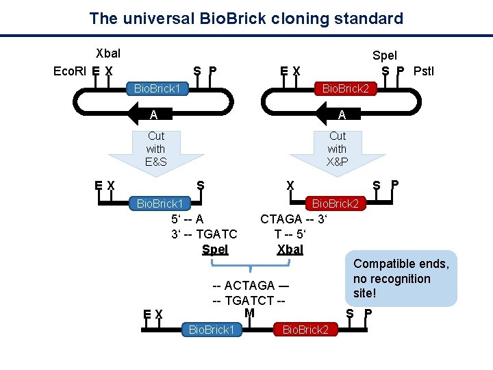 The universal Bio. Brick cloning standard Xba. I Eco. RI E X S P