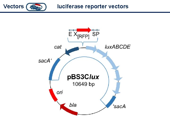Vectors luciferase reporter vectors 