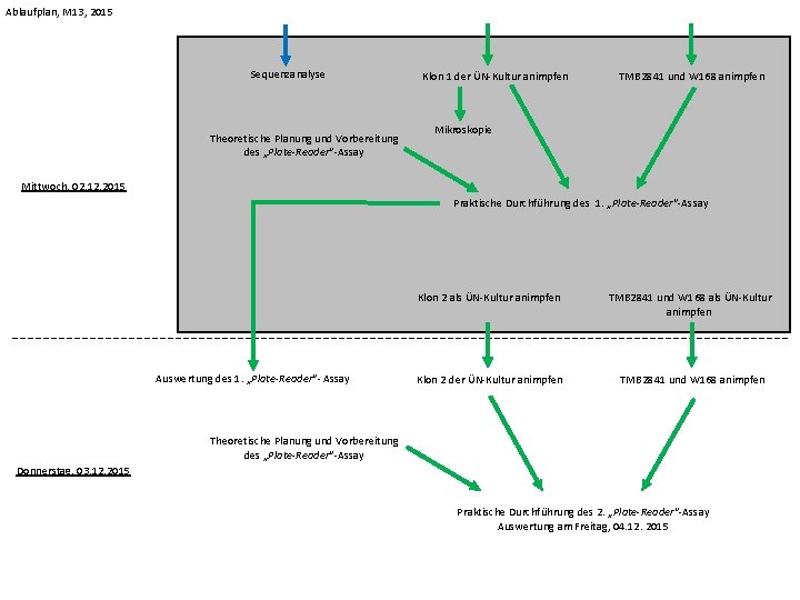 Ablaufplan, M 13, 2015 Sequenzanalyse Theoretische Planung und Vorbereitung des „Plate-Reader“-Assay Klon 1 der