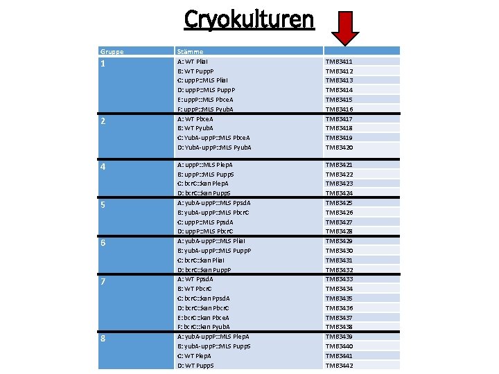 Cryokulturen Gruppe Stämme 1 A: WT Plia. I B: WT Pupp. P C: upp.