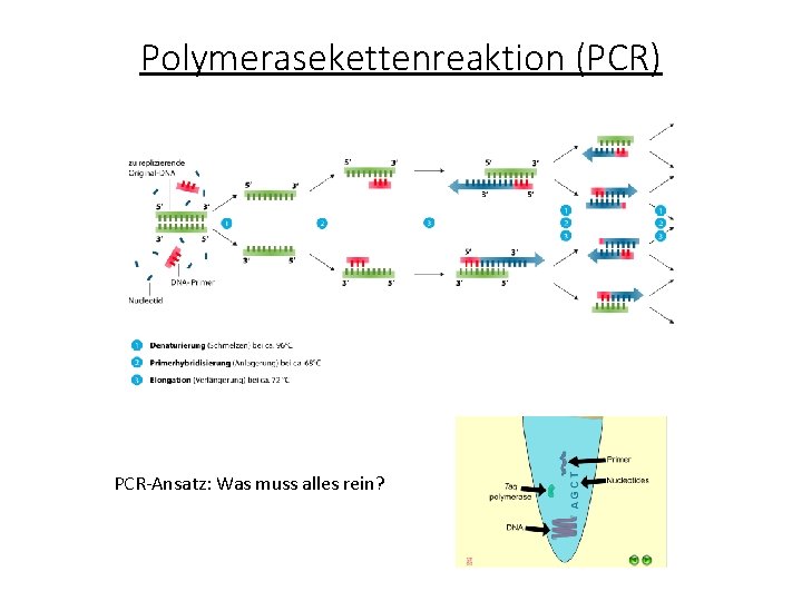 Polymerasekettenreaktion (PCR) PCR-Ansatz: Was muss alles rein? 