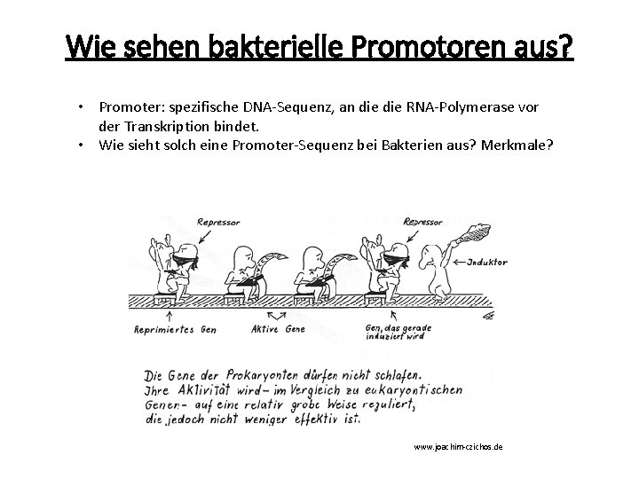 Wie sehen bakterielle Promotoren aus? • Promoter: spezifische DNA-Sequenz, an die RNA-Polymerase vor der