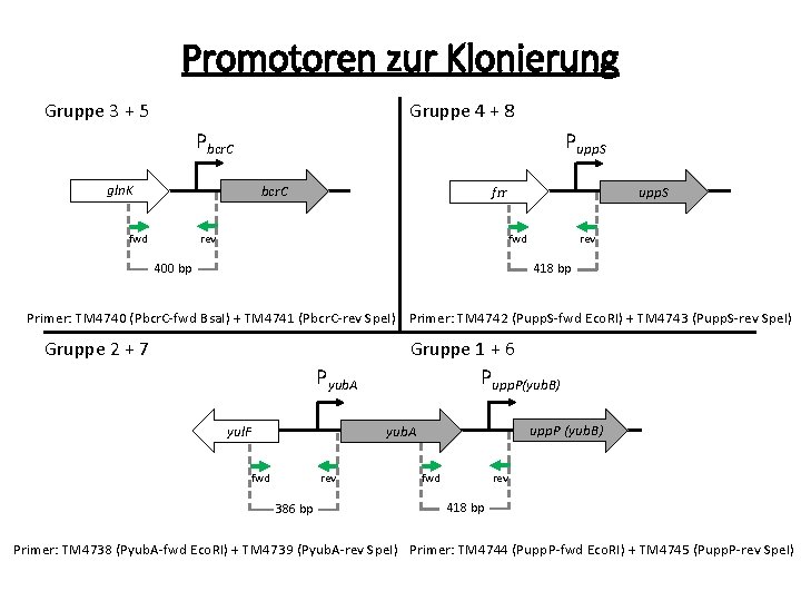 Promotoren zur Klonierung Gruppe 3 + 5 Gruppe 4 + 8 Pbcr. C gln.