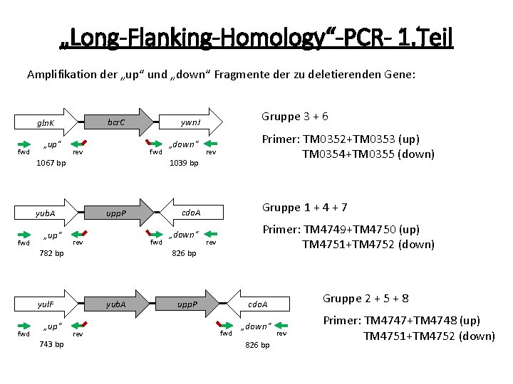 „Long-Flanking-Homology“-PCR- 1. Teil Amplifikation der „up“ und „down“ Fragmente der zu deletierenden Gene: fwd