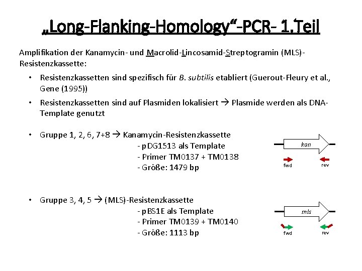 „Long-Flanking-Homology“-PCR- 1. Teil Amplifikation der Kanamycin- und Macrolid-Lincosamid-Streptogramin (MLS)Resistenzkassette: • Resistenzkassetten sind spezifisch für
