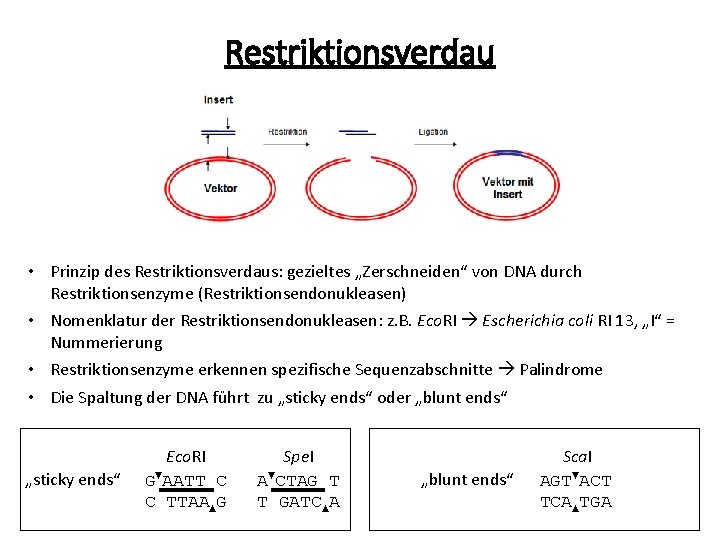 Restriktionsverdau • Prinzip des Restriktionsverdaus: gezieltes „Zerschneiden“ von DNA durch Restriktionsenzyme (Restriktionsendonukleasen) • Nomenklatur