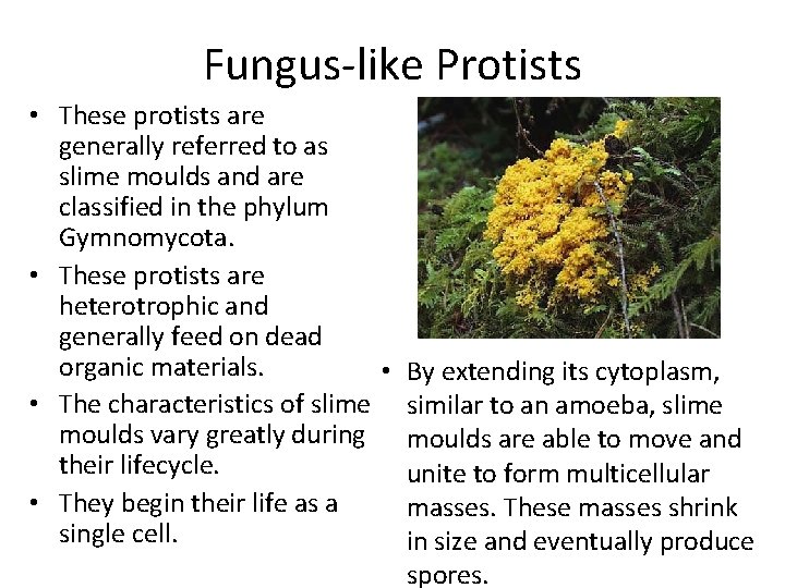 Fungus-like Protists • These protists are generally referred to as slime moulds and are