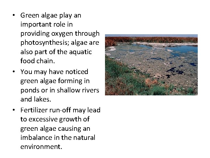  • Green algae play an important role in providing oxygen through photosynthesis; algae