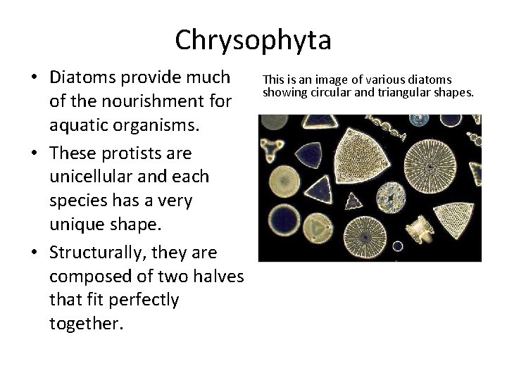 Chrysophyta • Diatoms provide much of the nourishment for aquatic organisms. • These protists