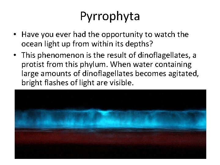Pyrrophyta • Have you ever had the opportunity to watch the ocean light up