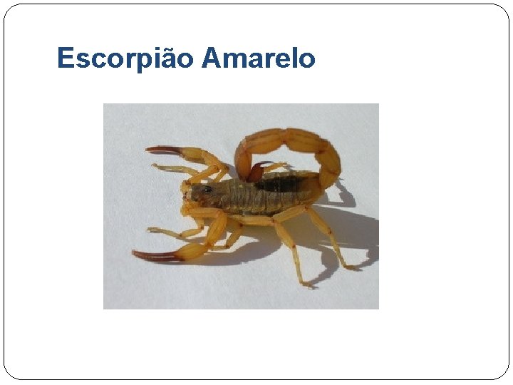 Escorpião Amarelo 