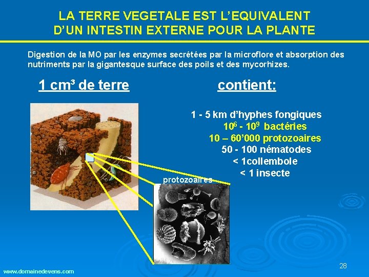 LA TERRE VEGETALE EST L’EQUIVALENT D’UN INTESTIN EXTERNE POUR LA PLANTE Digestion de la LA TERRE VEGETALE EST L’EQUIVALENT D’UN INTESTIN EXTERNE POUR LA PLANTE Digestion de la