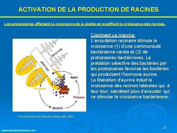 ACTIVATION DE LA PRODUCTION DE RACINES Les protozoaires affectent la croissance de la plante ACTIVATION DE LA PRODUCTION DE RACINES Les protozoaires affectent la croissance de la plante