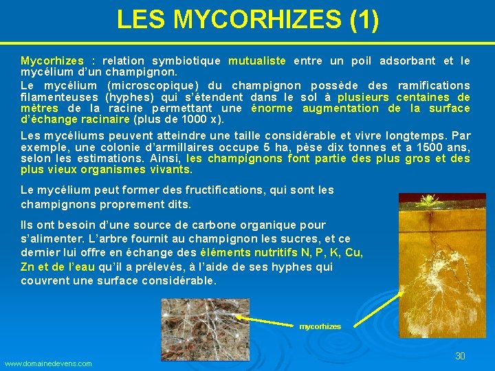 LES MYCORHIZES (1) Mycorhizes : relation symbiotique mutualiste entre un poil adsorbant et le LES MYCORHIZES (1) Mycorhizes : relation symbiotique mutualiste entre un poil adsorbant et le