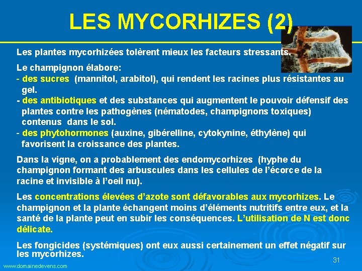 LES MYCORHIZES (2) Les plantes mycorhizées tolèrent mieux les facteurs stressants. Le champignon élabore: LES MYCORHIZES (2) Les plantes mycorhizées tolèrent mieux les facteurs stressants. Le champignon élabore: