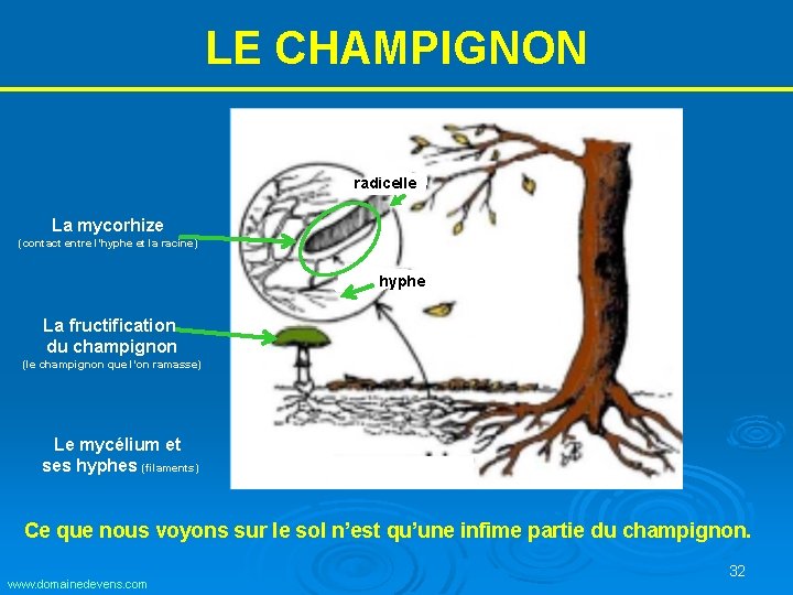 LE CHAMPIGNON radicelle La mycorhize (contact entre l’hyphe et la racine) hyphe La fructification LE CHAMPIGNON radicelle La mycorhize (contact entre l’hyphe et la racine) hyphe La fructification