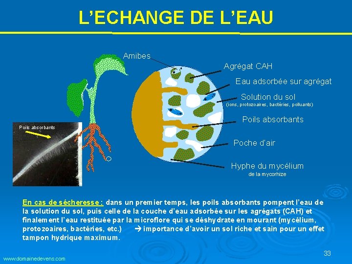 L’ECHANGE DE L’EAU Amibes Agrégat CAH Eau adsorbée sur agrégat Solution du sol (ions, L’ECHANGE DE L’EAU Amibes Agrégat CAH Eau adsorbée sur agrégat Solution du sol (ions,