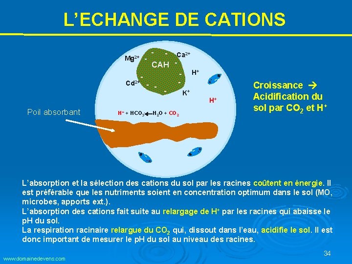 L’ECHANGE DE CATIONS - - Ca 2+ CAH - H+ Cd 2+ - - L’ECHANGE DE CATIONS - - Ca 2+ CAH - H+ Cd 2+ - -