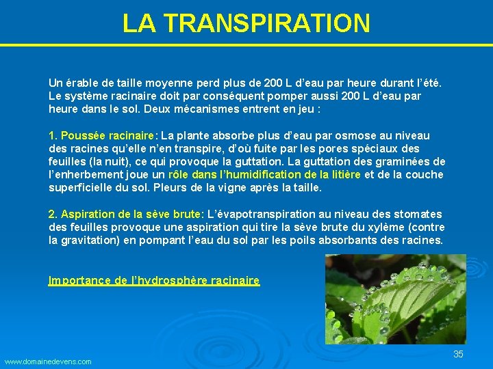 LA TRANSPIRATION Un érable de taille moyenne perd plus de 200 L d’eau par LA TRANSPIRATION Un érable de taille moyenne perd plus de 200 L d’eau par
