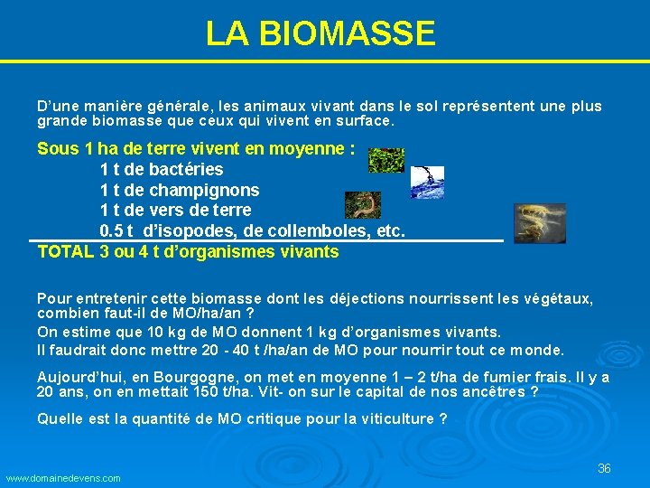 LA BIOMASSE D’une manière générale, les animaux vivant dans le sol représentent une plus LA BIOMASSE D’une manière générale, les animaux vivant dans le sol représentent une plus
