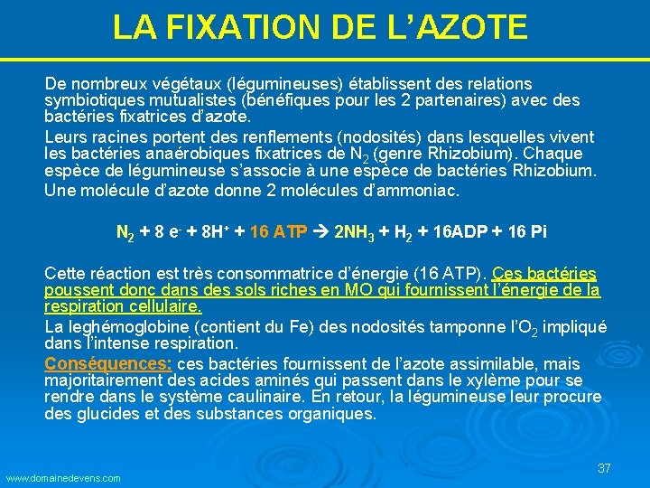 LA FIXATION DE L’AZOTE De nombreux végétaux (légumineuses) établissent des relations symbiotiques mutualistes (bénéfiques LA FIXATION DE L’AZOTE De nombreux végétaux (légumineuses) établissent des relations symbiotiques mutualistes (bénéfiques