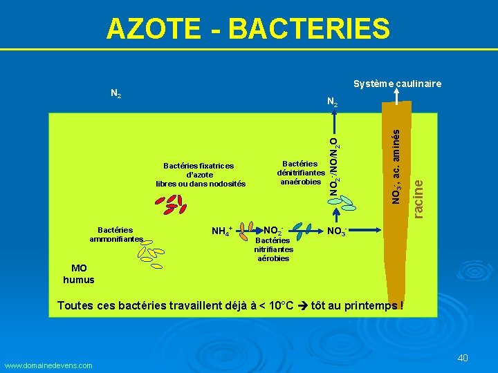 AZOTE - BACTERIES Système caulinaire N 2 Bactéries ammonifiantes NH 4+ NO 2 - AZOTE - BACTERIES Système caulinaire N 2 Bactéries ammonifiantes NH 4+ NO 2 -