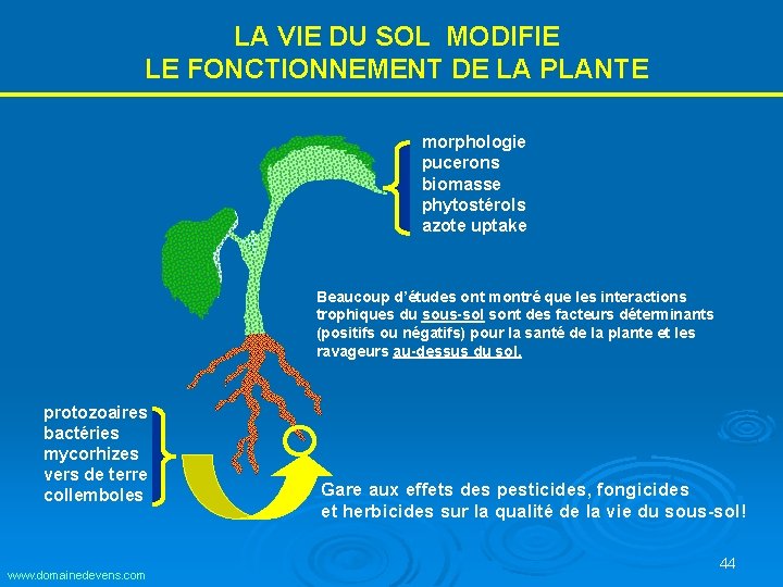 LA VIE DU SOL MODIFIE LE FONCTIONNEMENT DE LA PLANTE morphologie pucerons biomasse phytostérols LA VIE DU SOL MODIFIE LE FONCTIONNEMENT DE LA PLANTE morphologie pucerons biomasse phytostérols