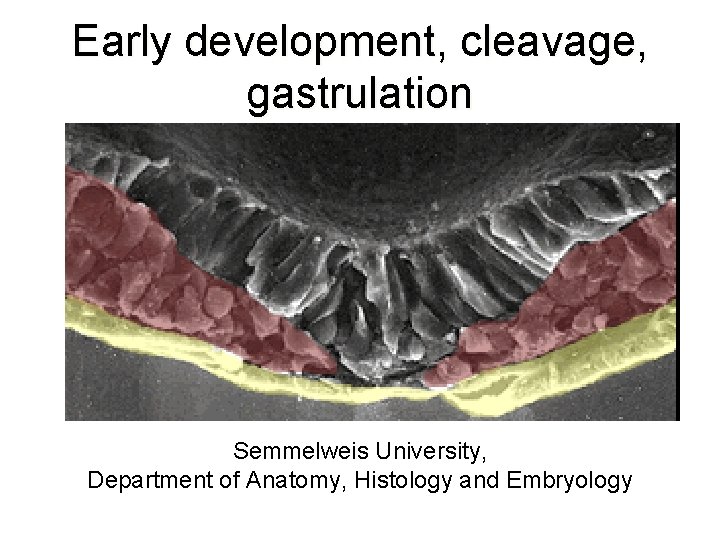 Early development, cleavage, gastrulation Semmelweis University, Department of Anatomy, Histology and Embryology 