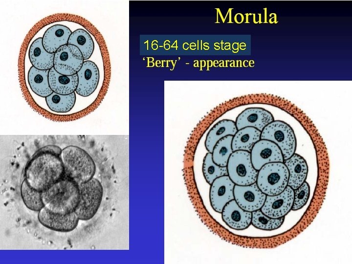 16 -64 cells stage 