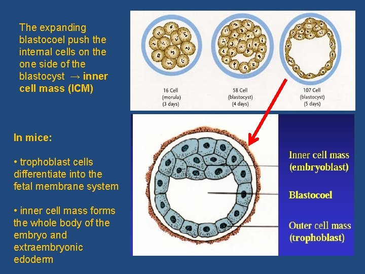 The expanding blastocoel push the internal cells on the one side of the blastocyst