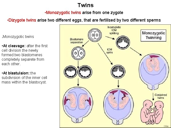 Twins • Monozygotic twins arise from one zygote • Dizygote twins arise two different