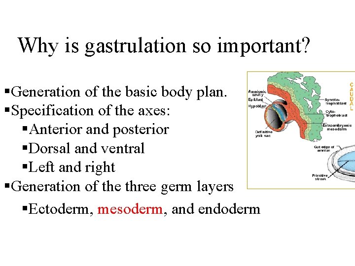 Why is gastrulation so important? §Generation of the basic body plan. §Specification of the