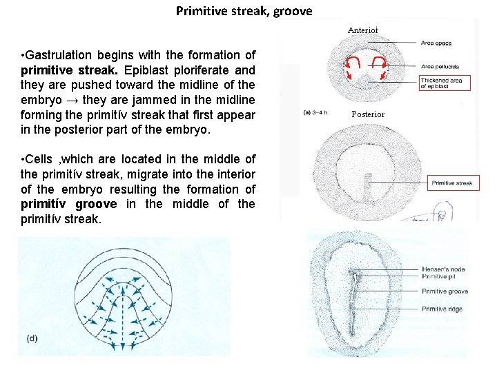 Primitive streak, groove Anterior • Gastrulation begins with the formation of primitive streak. Epiblast