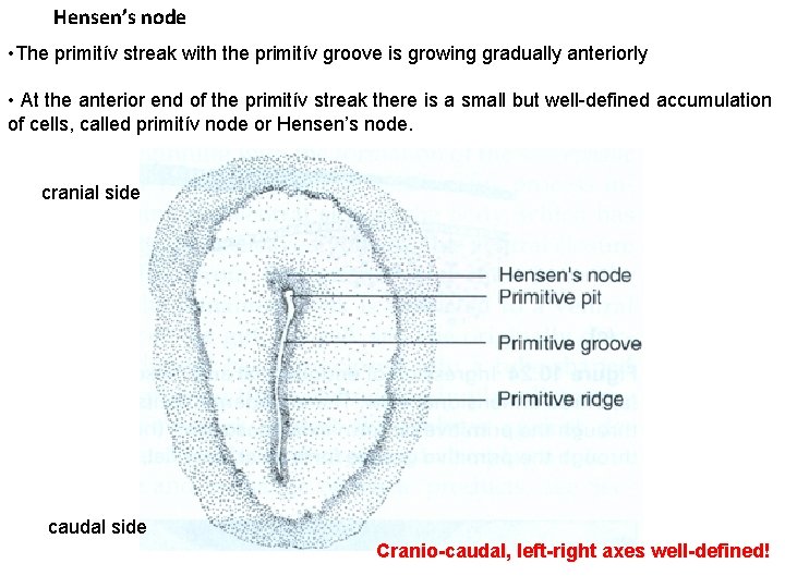 Hensen’s node • The primitív streak with the primitív groove is growing gradually anteriorly