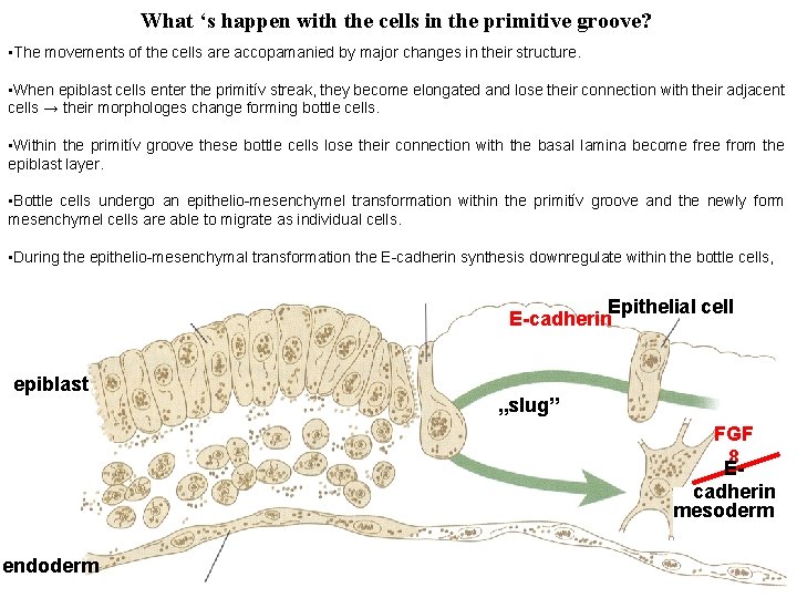 What ‘s happen with the cells in the primitive groove? • The movements of