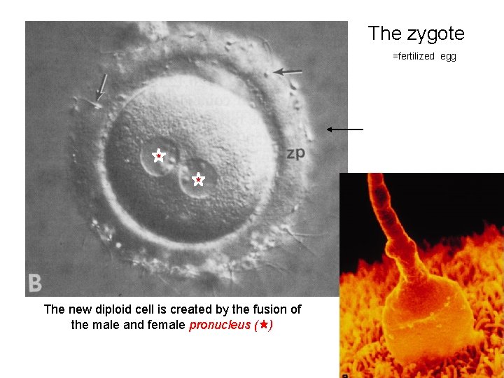 The zygote =fertilized egg The new diploid cell is created by the fusion of