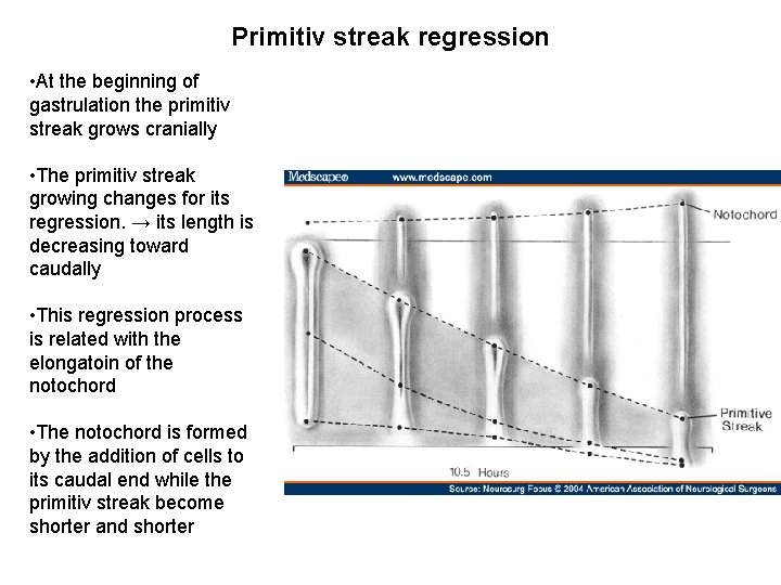 Primitiv streak regression • At the beginning of gastrulation the primitiv streak grows cranially