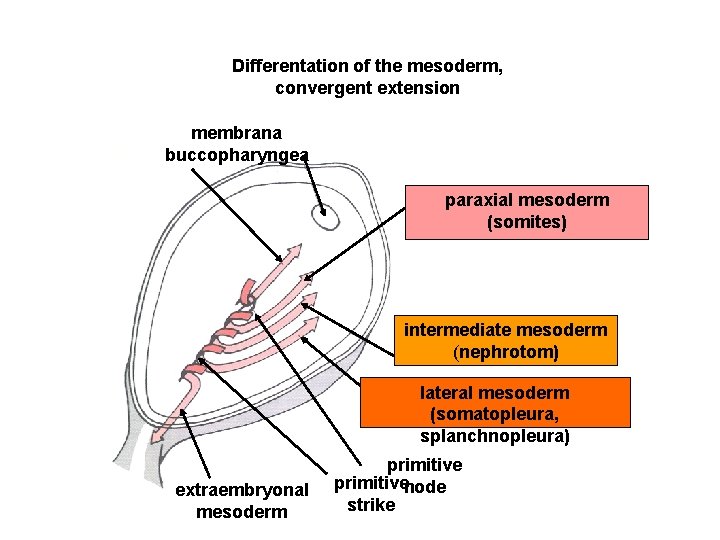 Differentation of the mesoderm, convergent extension membrana buccopharyngea paraxial mesoderm (somites) intermediate mesoderm (nephrotom)