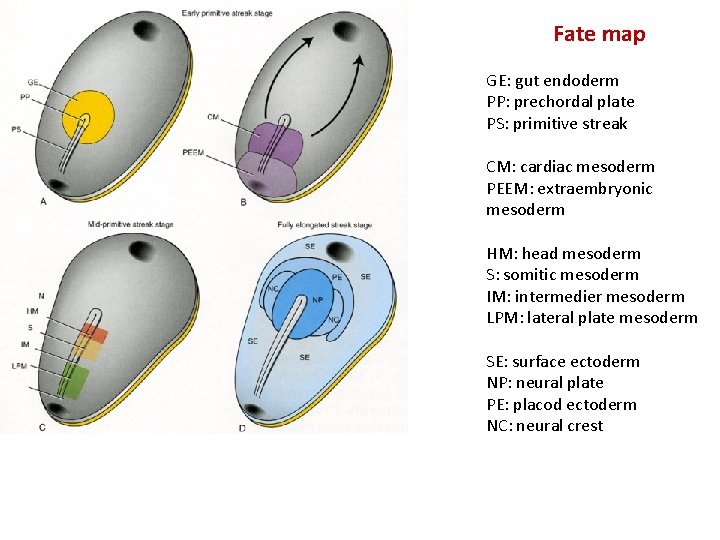 Fate map GE: gut endoderm PP: prechordal plate PS: primitive streak CM: cardiac mesoderm